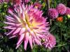 Dahlia Flowers - Pinks & Yellows