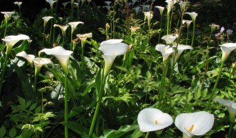 Garden of Shakespeare’s Flowers