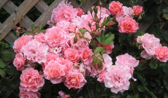 Rose Garden