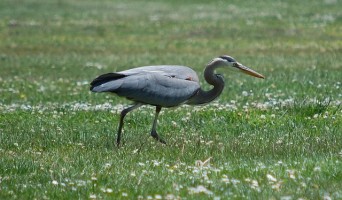 San Francisco Field Ornithologists