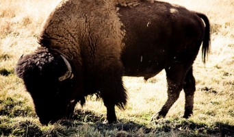 Buffalo in Golden Gate Park