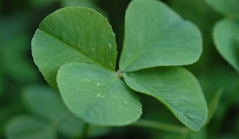 March 2011 Events for Golden Gate Park