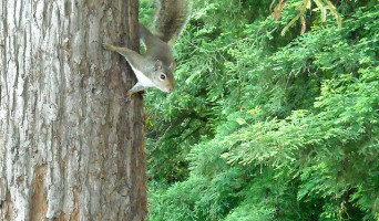 Golden Gate Park FAQ