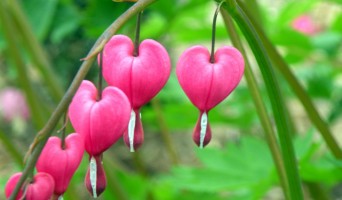 February 2011 Events in Golden Gate Park