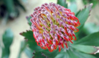 Strybing Arboretum in Golden Gate Park