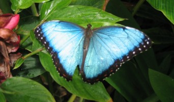 Butterfly Habitat on Strawberry Hill