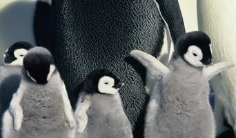 Penguins+Pajamas Sleepovers at California Academy of Sciences