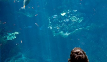 Golden Gate Park Aquarium