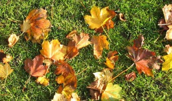 Golden Gate Park Events in November 2011