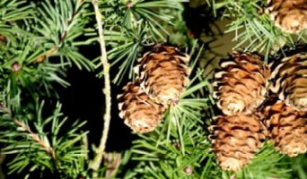 Golden Gate Park Events for December 2011