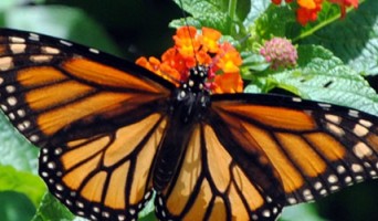 Golden Gate Park Events: January 2012