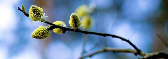 Golden Gate Park Events – April 2012