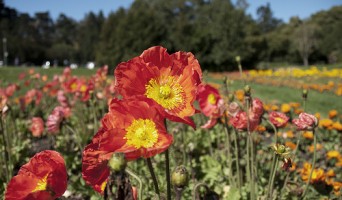 Golden Gate Park Flower Gardens Map
