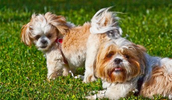 Golden Gate Park Dog Play Areas Map