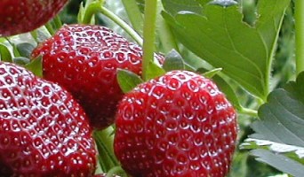 Golden Gate Park Events for May 2012