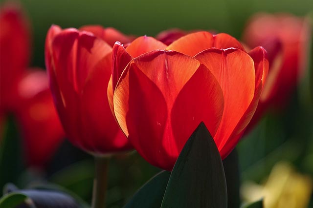 tulips