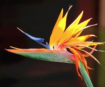 Strybing Arboretum in Golden Gate Park Strybing Arboretum in Golden Gate Park