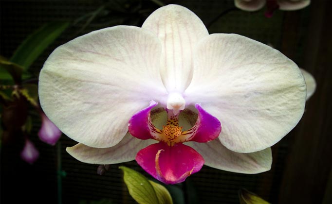 orchid