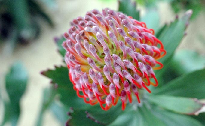 south african flower south african flower