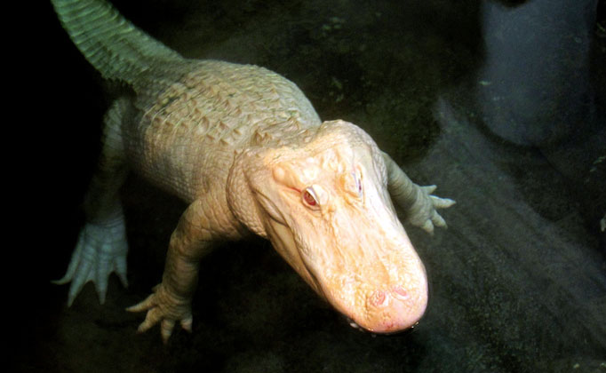 white alligator