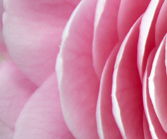 Golden Gate Park Attractions for 2012