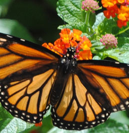 jan_events_2012_small