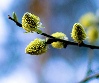 golden gate park events april 2012