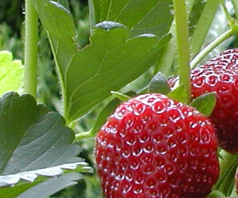 may events golden gate park