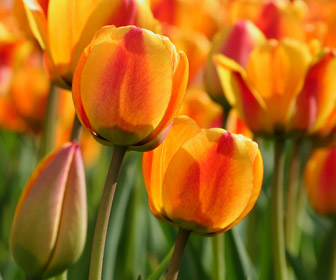 april tulips golden gate park